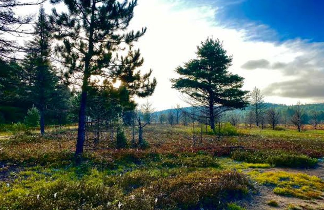 An Old Rail Bed Ramble