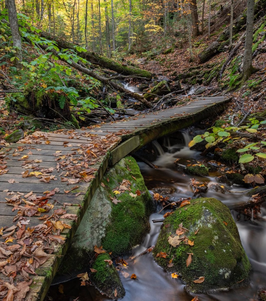 Bat Lake Trail Through a Naturalist's Eye