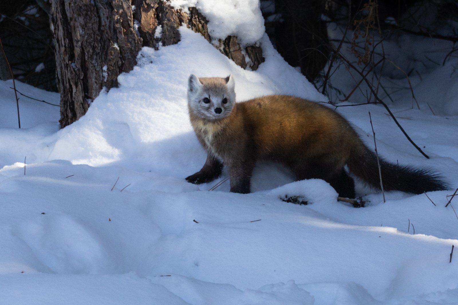 How Algonquin's Animals Get Through Winter